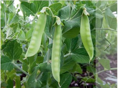 Zuckererbsen Ambrosia G161