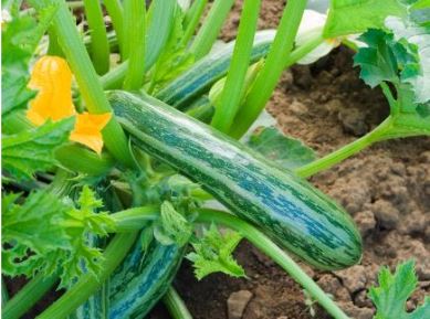 Zucchini Cocozelle von Tripolis G450