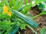 Zucchini Cocozelle von Tripolis G450