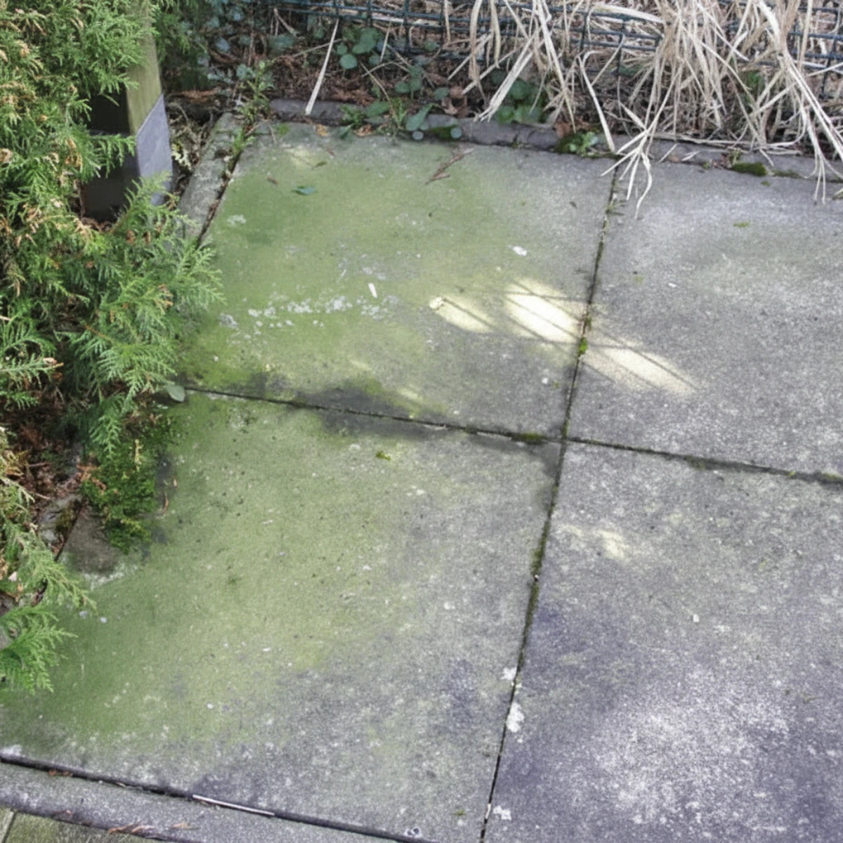 beko TecLine Grünbelagentferner Konzentrat 1 l Flasche – Reiniger gegen Algen und Flechten