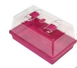 Zimmergewächshaus 38 x 24 x 12,5 cm, Fuchsia